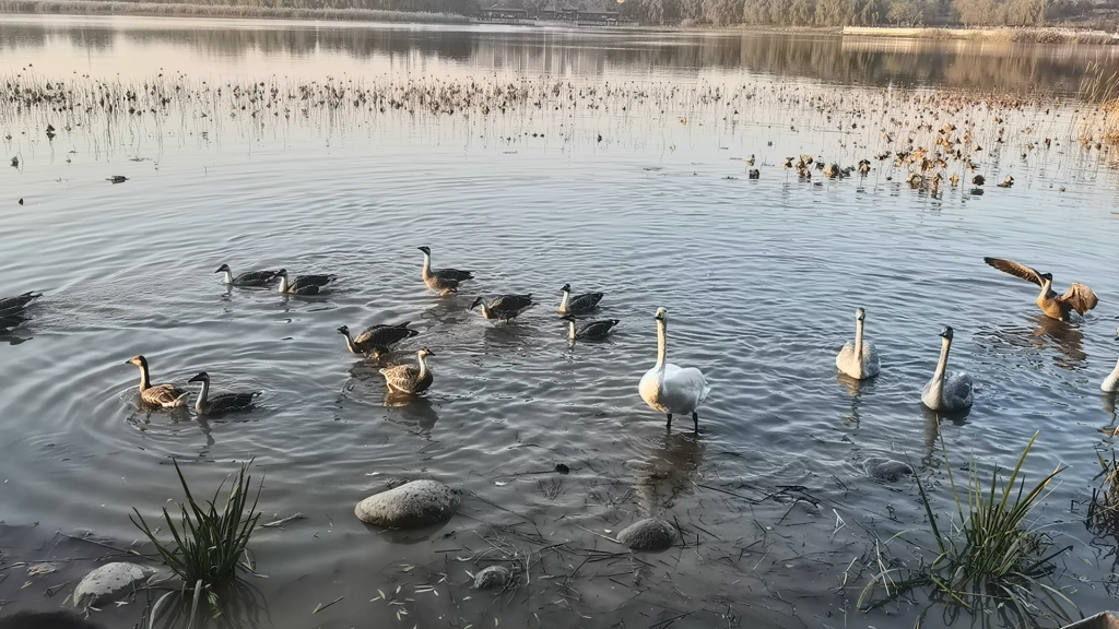 北京天鹅湖图片