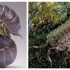 【谢廖沙】浅谈两类潮虫——鼠妇和卷甲虫的区别