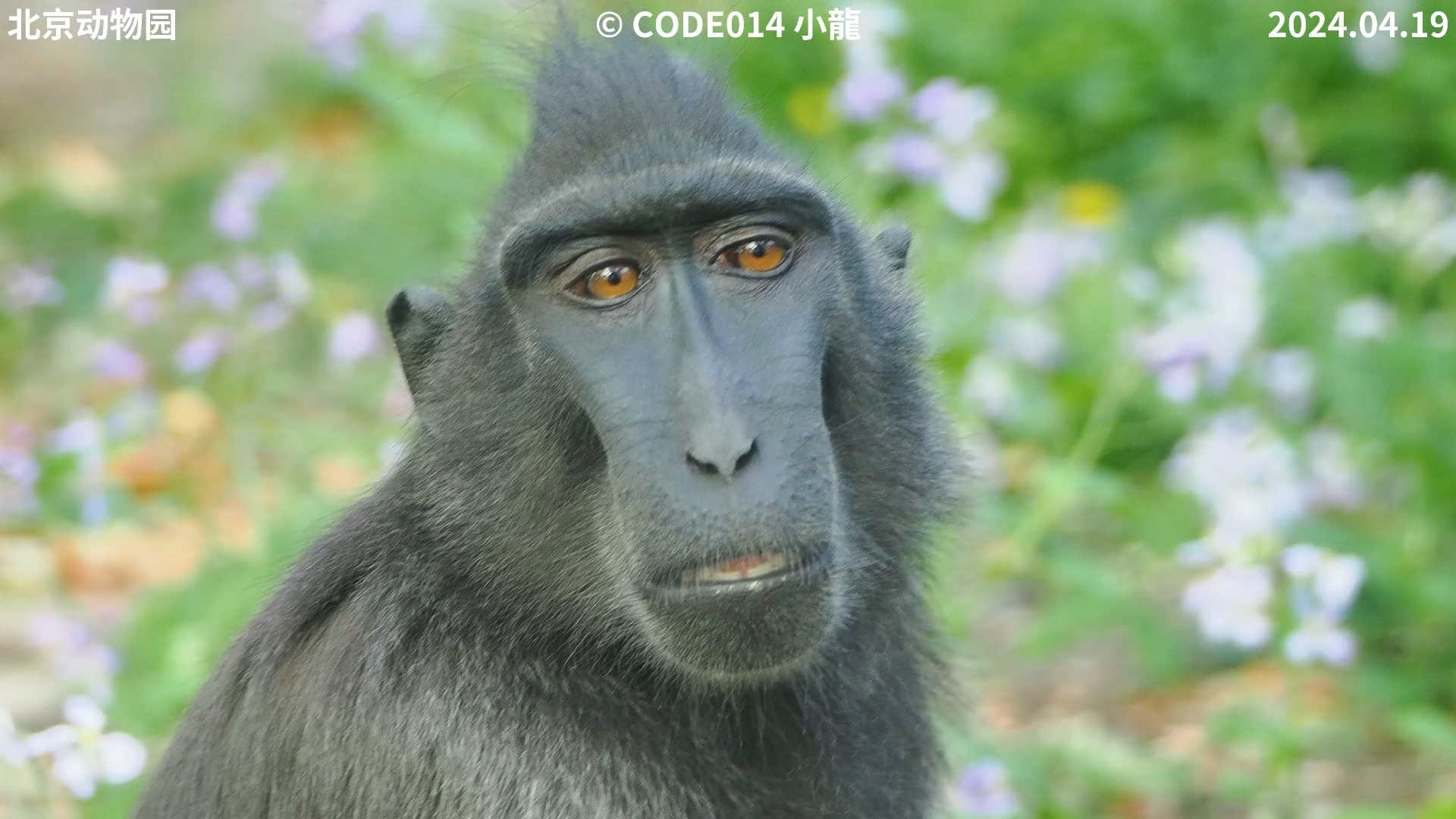 北京动物园黑冠猕猴特写20250419