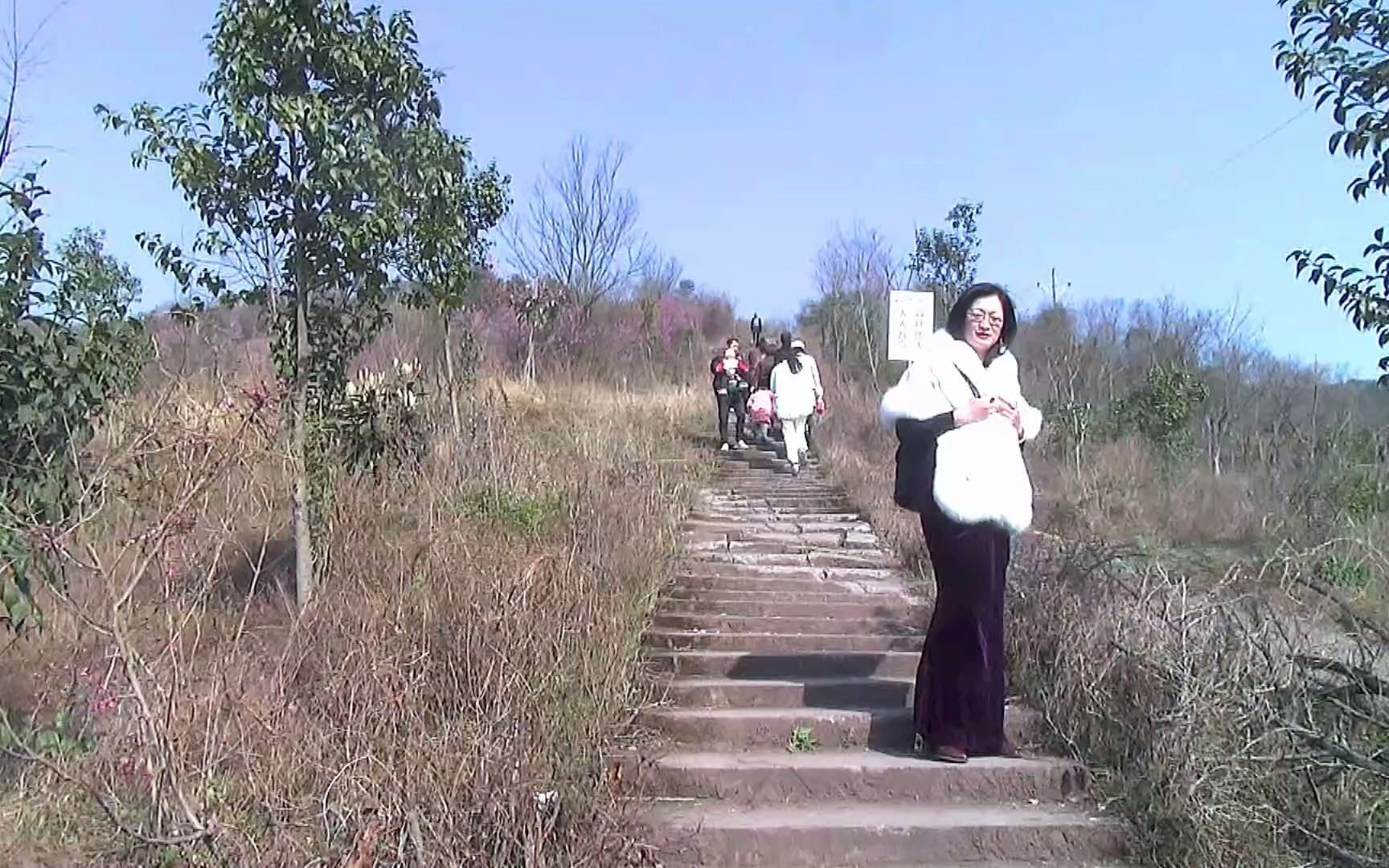 [图]风语-花落相思梦、风语四首歌(丽水莲都区富岭巾山的紫荆花竞相开放)