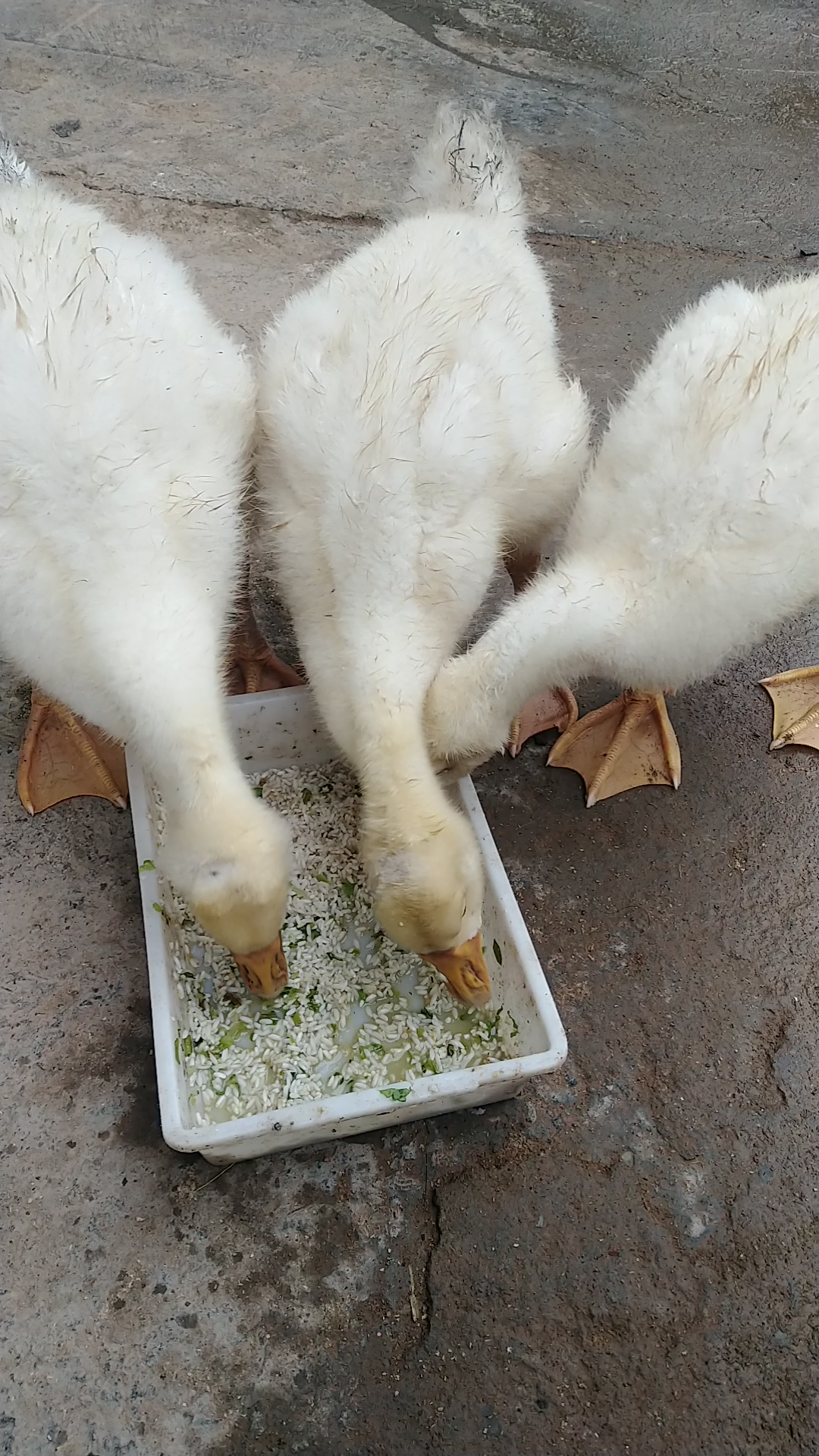 一个月的村鹅不咬人,都三斤多了