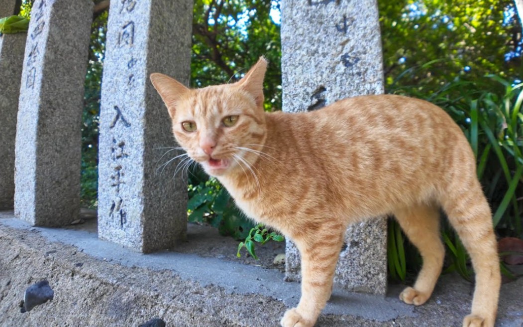 猫猫姜图片药用价值图片