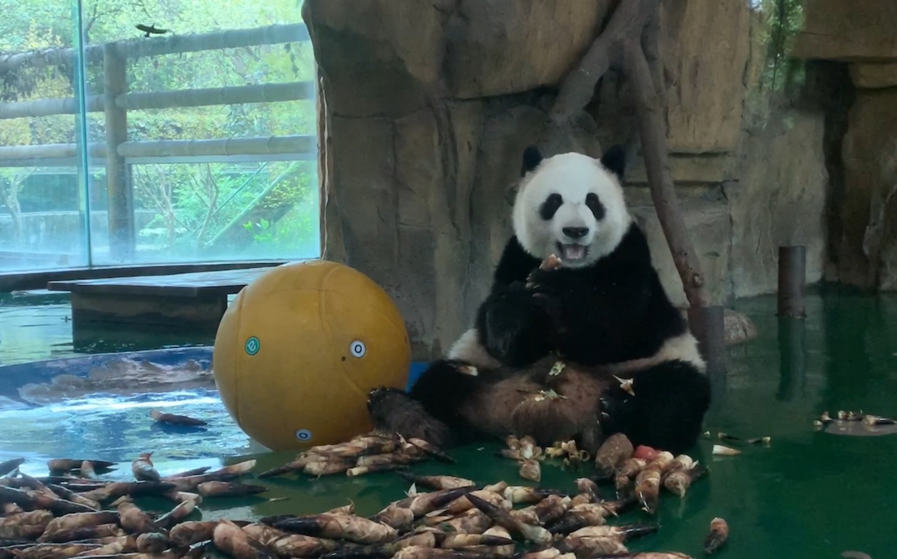 大熊猫莉莉被做成标本图片