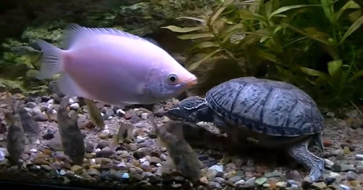 乌龟和鱼一起抢食物一根蚯蚓被他们拉成好几段吃掉抢食大战