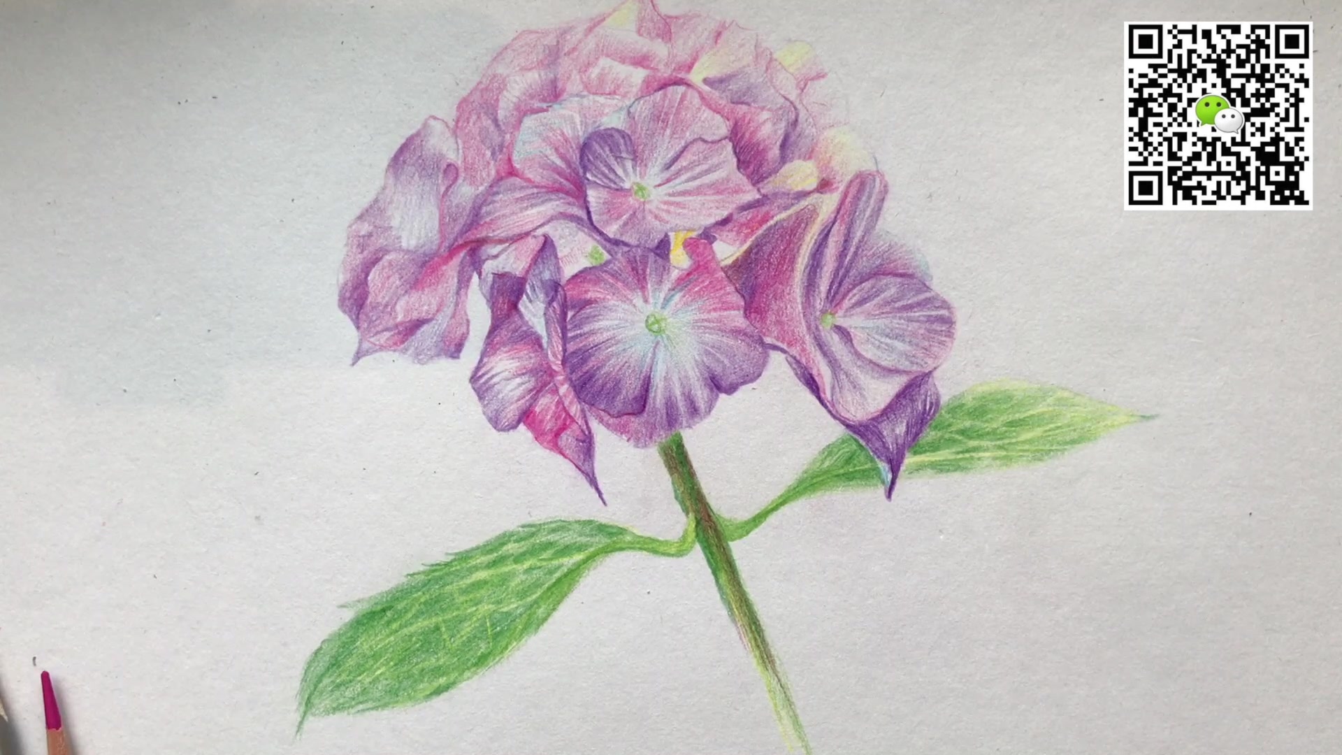 【花卉篇】零基础彩铅课程 绣球花教程#4分钟精简版