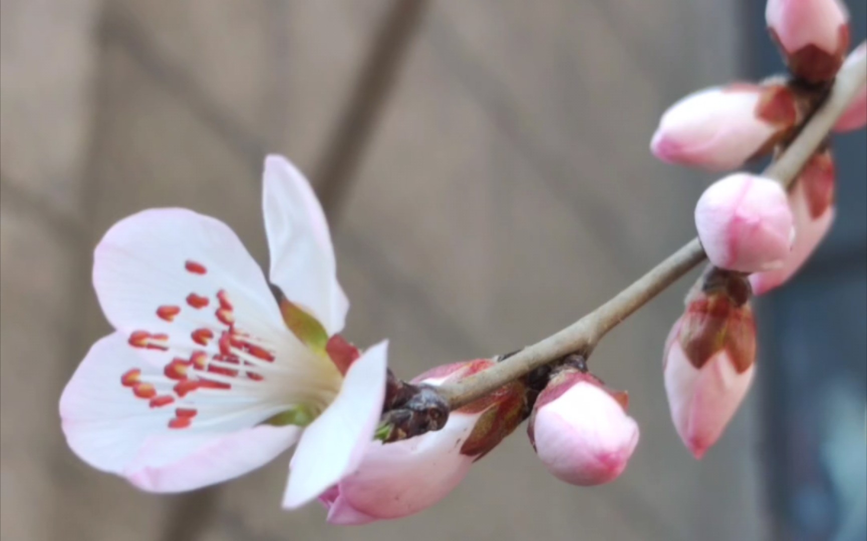 [图]画楼春早，一树桃花笑。——凌廷堪《点绛唇·春眺》