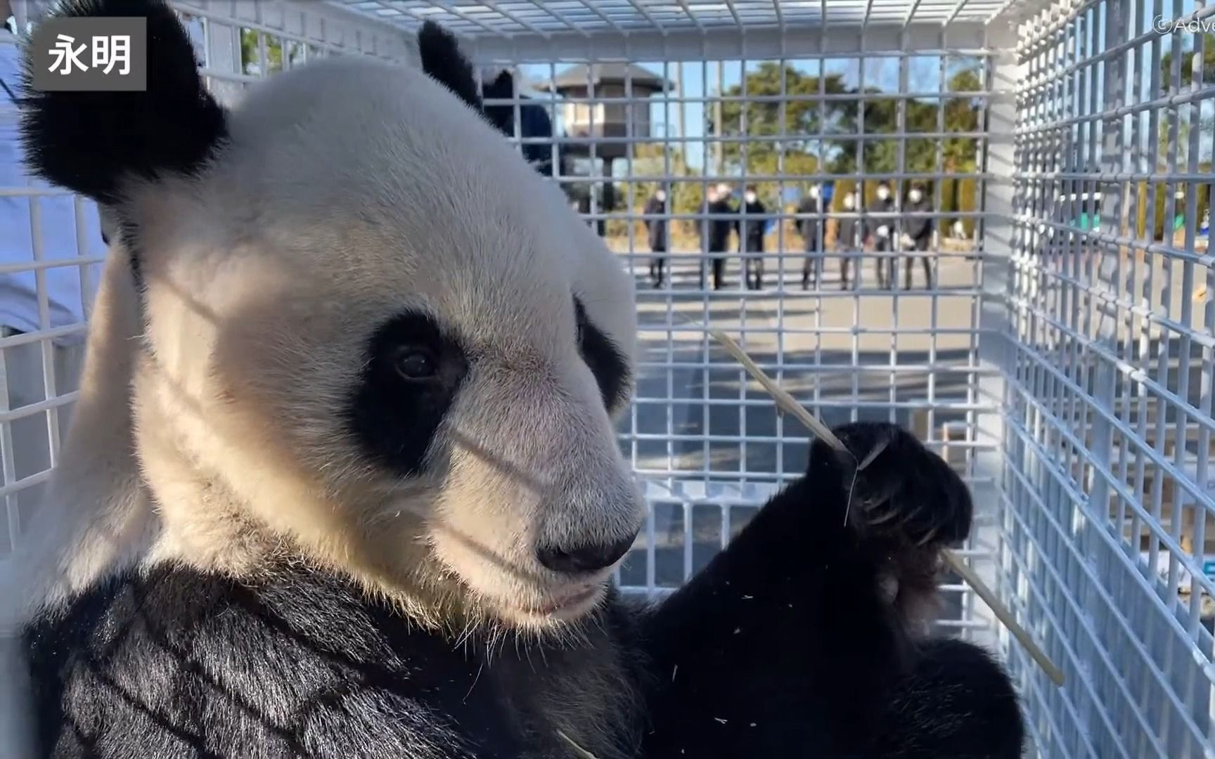 【旅日大熊猫】永明,樱浜,桃浜搭乘全日本航空公司ja624a航班从关西