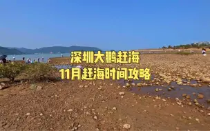 深圳大鹏11月赶海具体时间攻略