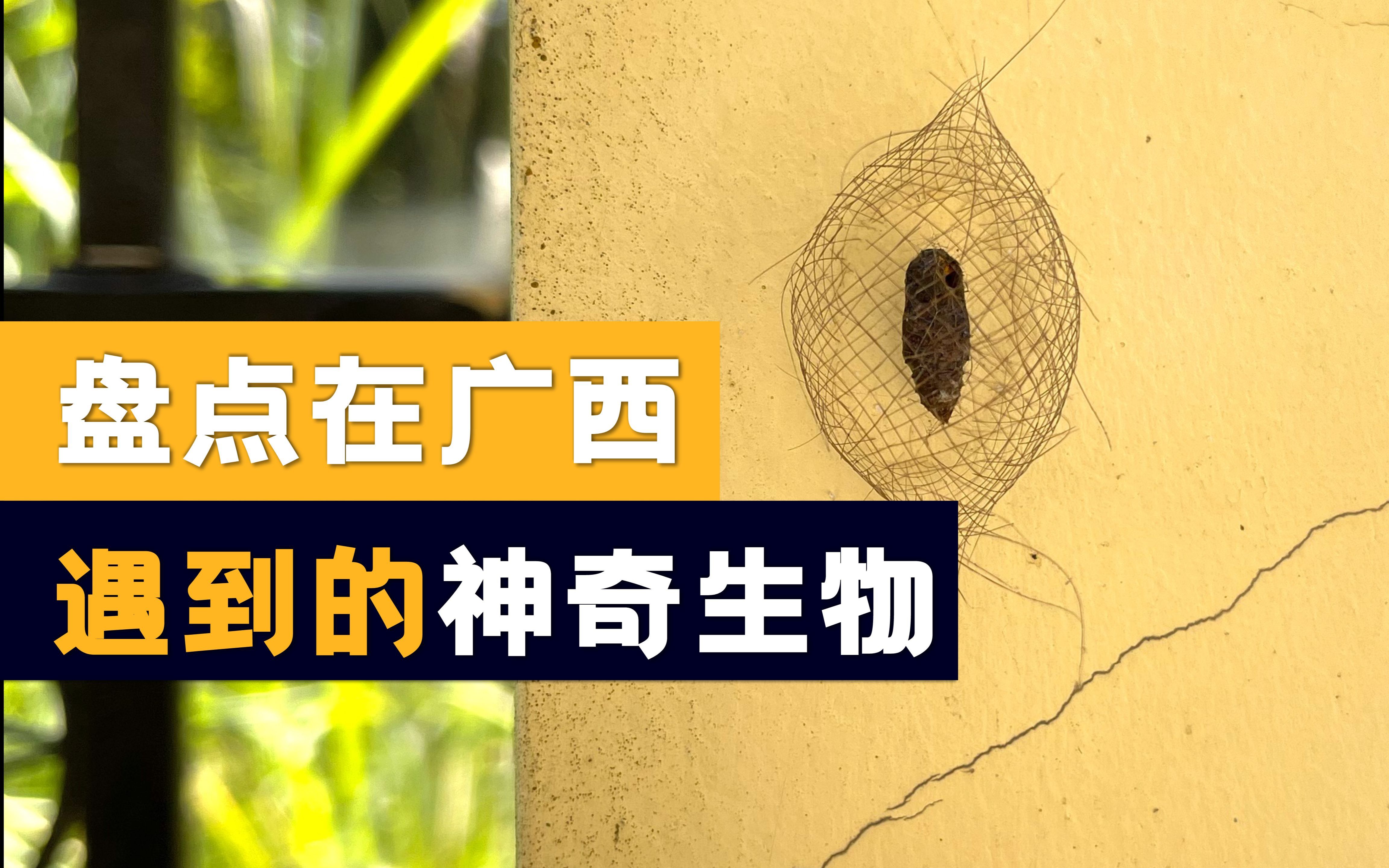 广西街头的菠萝蜜能有多便宜?