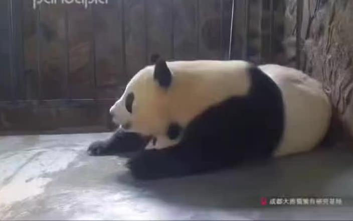 和 pandapia熊猫乌托邦 一起哔哩哔哩bilibili