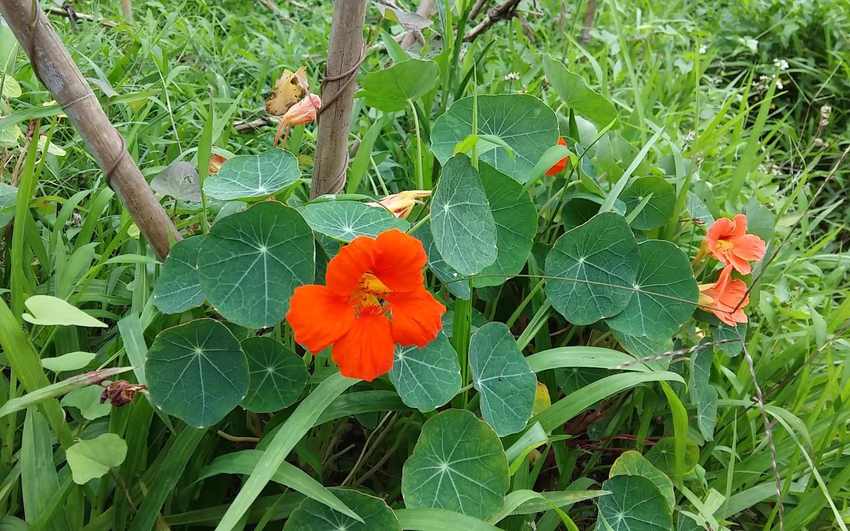 金莲花科 金莲花 又叫旱荷花 试食哔哩哔哩bilibili