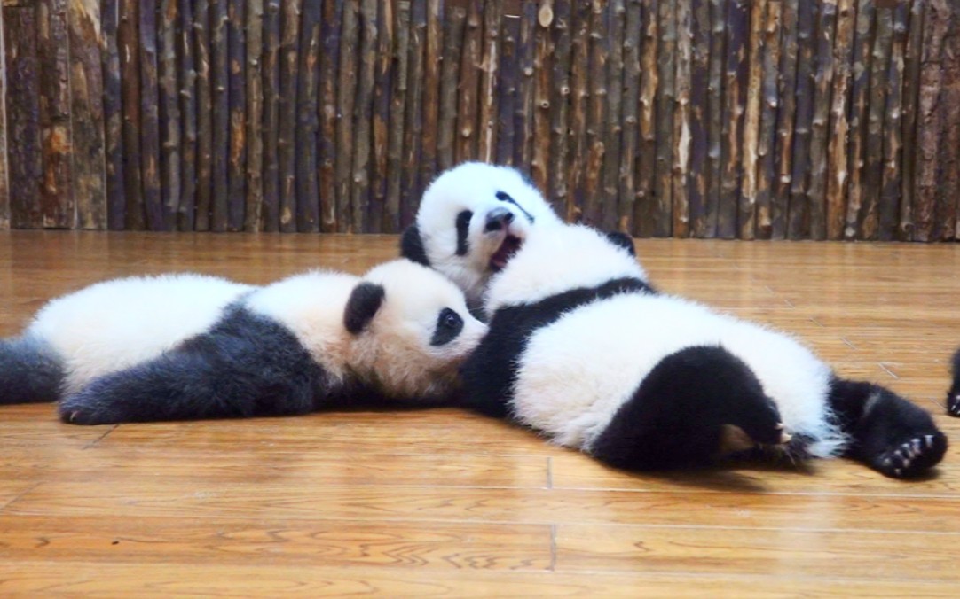 三只趴趴熊打架,雅韵仔:雨我无瓜