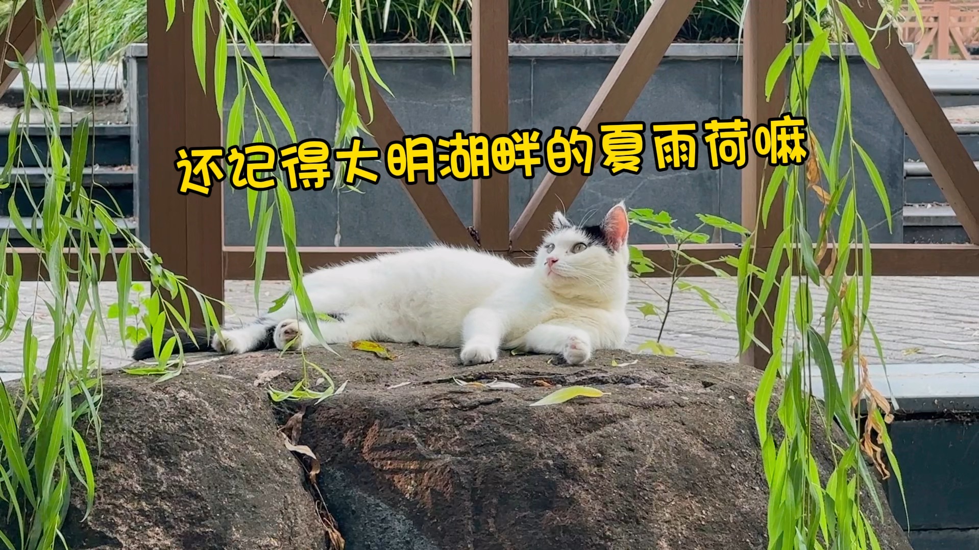 猫咪日常vlog 每天都有小猫咪陪伴的日子很幸福哔哩哔哩bilibili