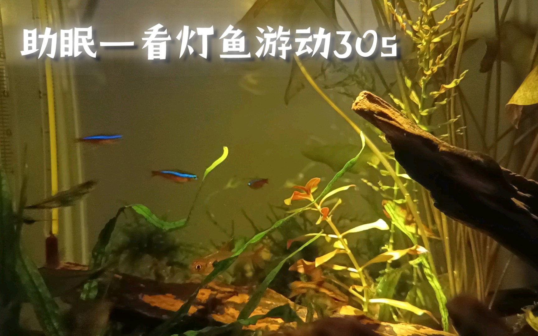 【鱼缸造景】灯鱼游动30s放松心情