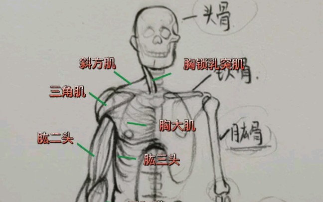 [图]人体骨骼肌肉的名称图鉴