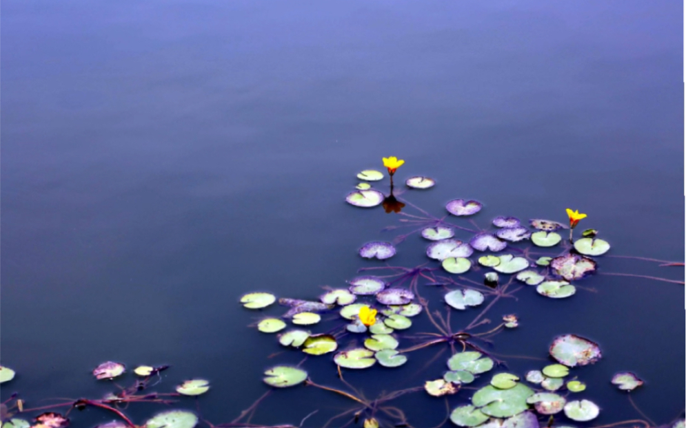 [图]谷雨：《月令七十二候集解》：“三月中，自雨水后，土膏脉动，今又雨其谷于水也。雨读作去声，如雨我公田之雨。盖谷以此时播种，自上而下也。”