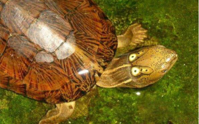 四眼和眼斑龟的介绍和辨别