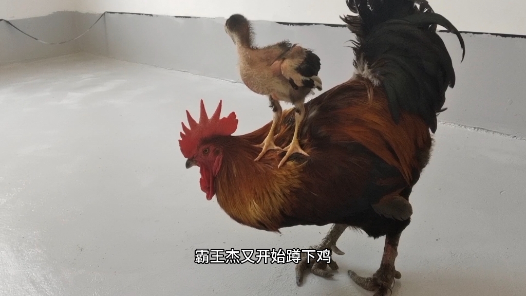 霸王鸡曾经被黑旋风打败,如今让它背黑毛,它好像有点不情愿