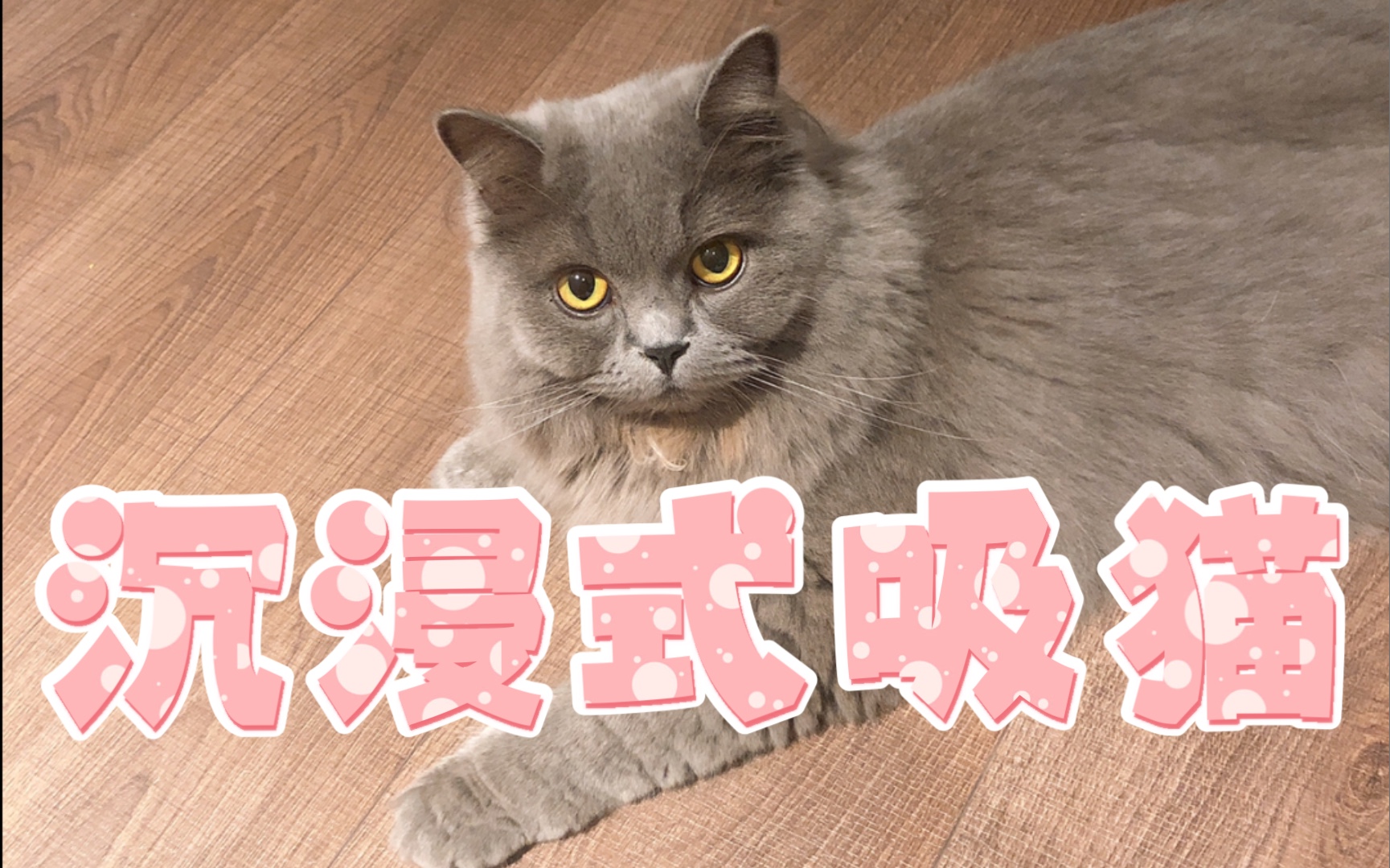 沉浸式吸猫|小猫咪干饭洗脸