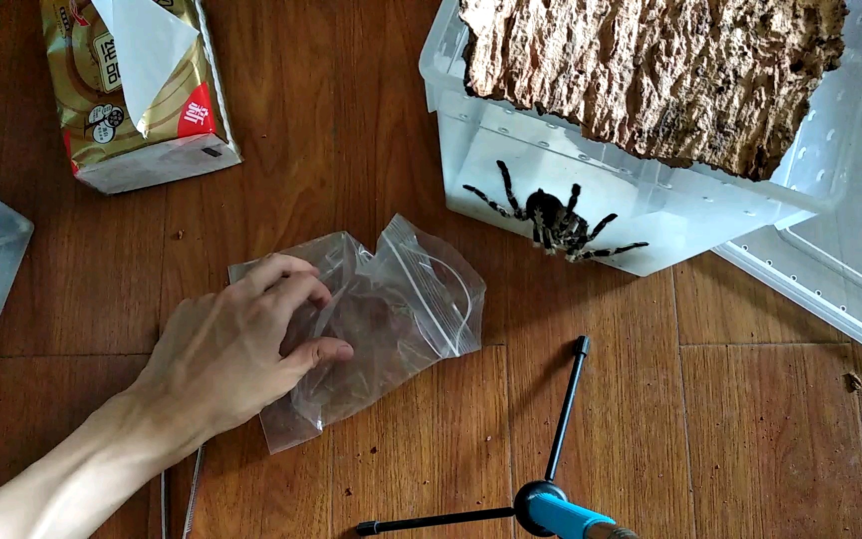 【捕鸟蛛】徒手打包毒蜘蛛,现在看起来都害怕,点个赞呗