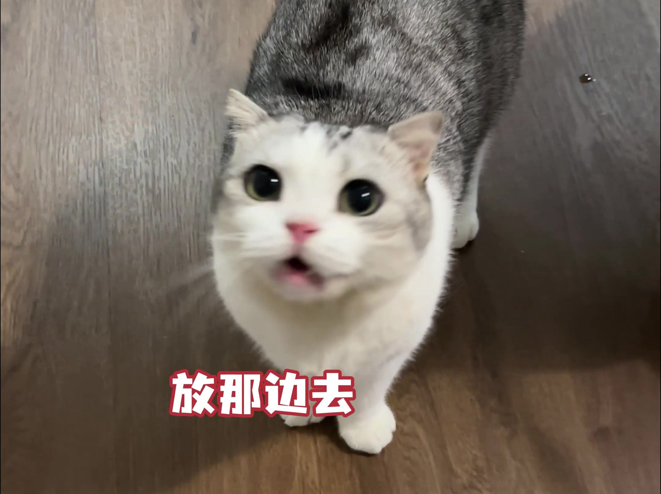 [图]搬新家之后，猫开始不停地说话