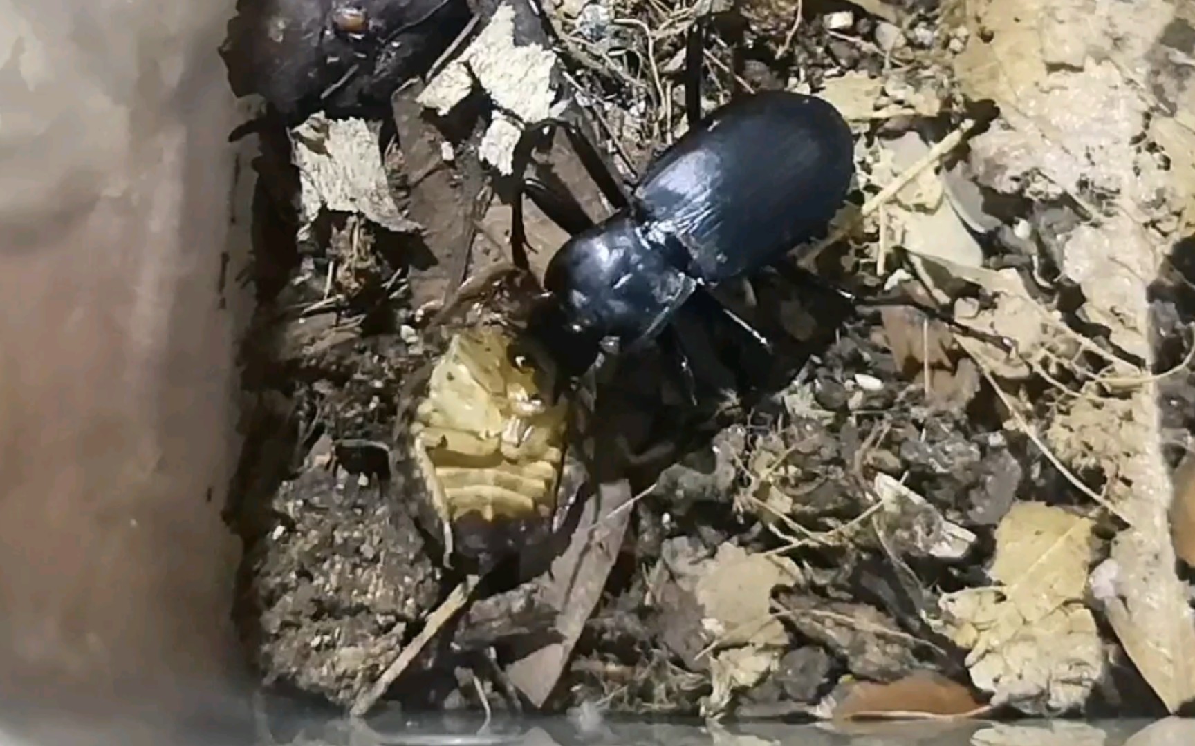 伪葬步甲吔杜比亚