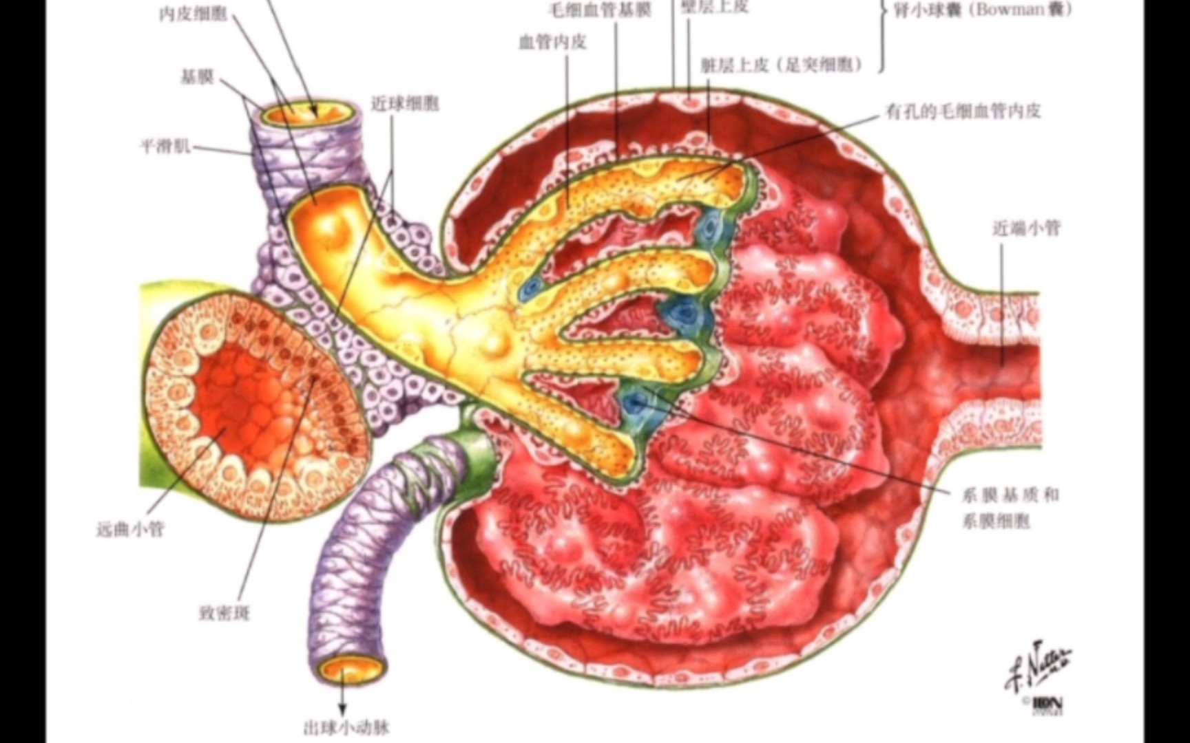 [图]奈特人体生理学图谱【肾脏】