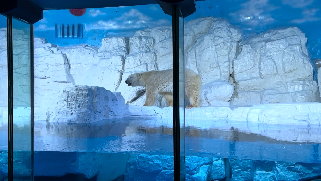 大连老虎滩极地馆 北极熊 憨憨的