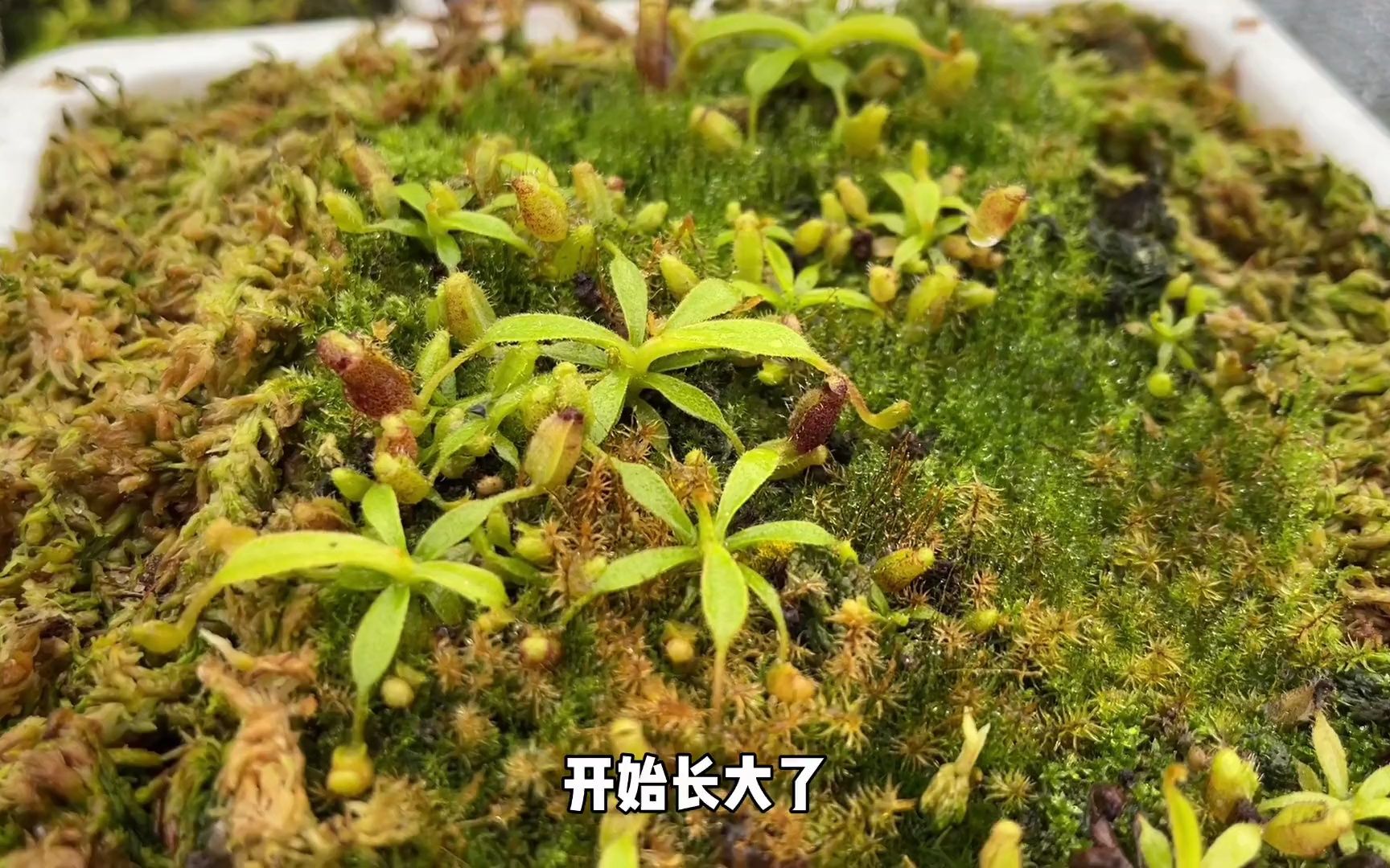 猪1笼草种子苗更新!#食虫植物#猪笼草