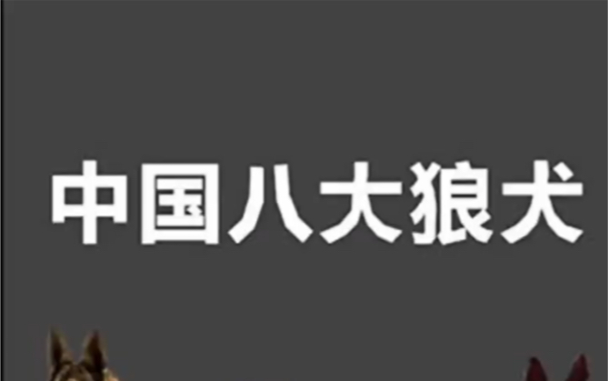 国产狼犬 你认识几种哔哩哔哩bilibili