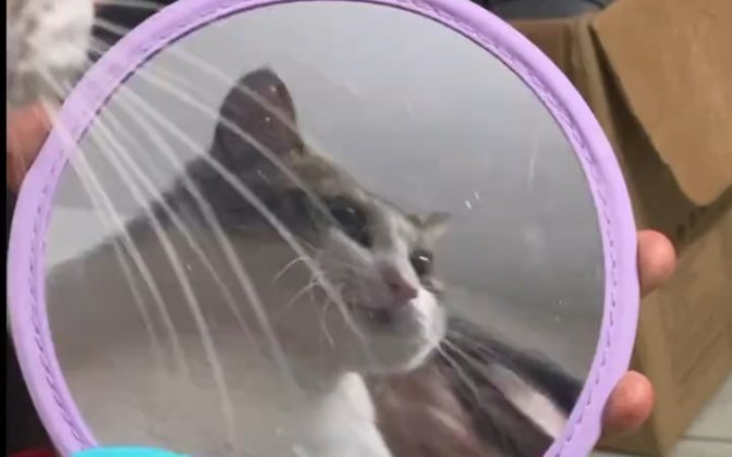 永生qq猫