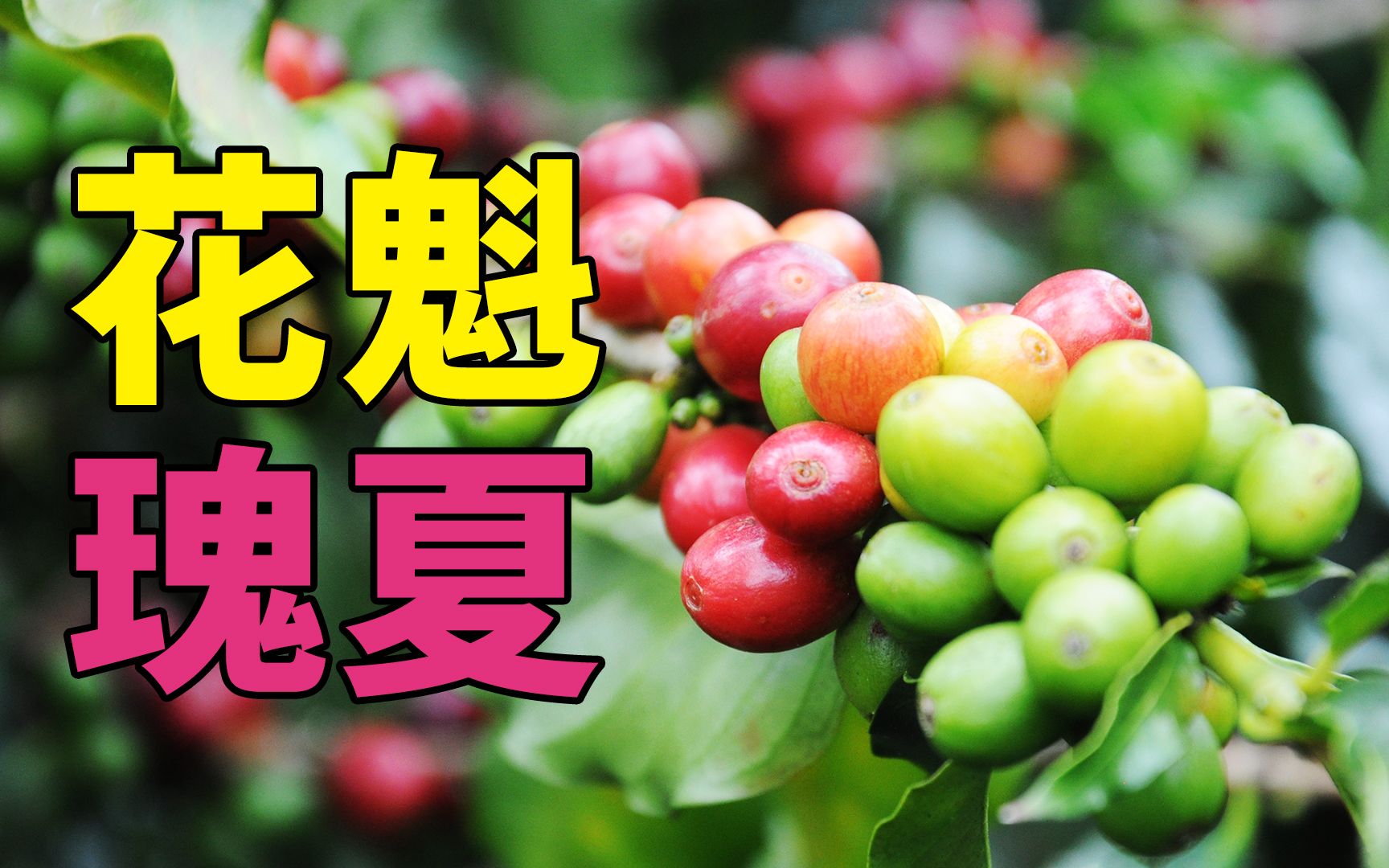 聊聊花魁和瑰夏的关系