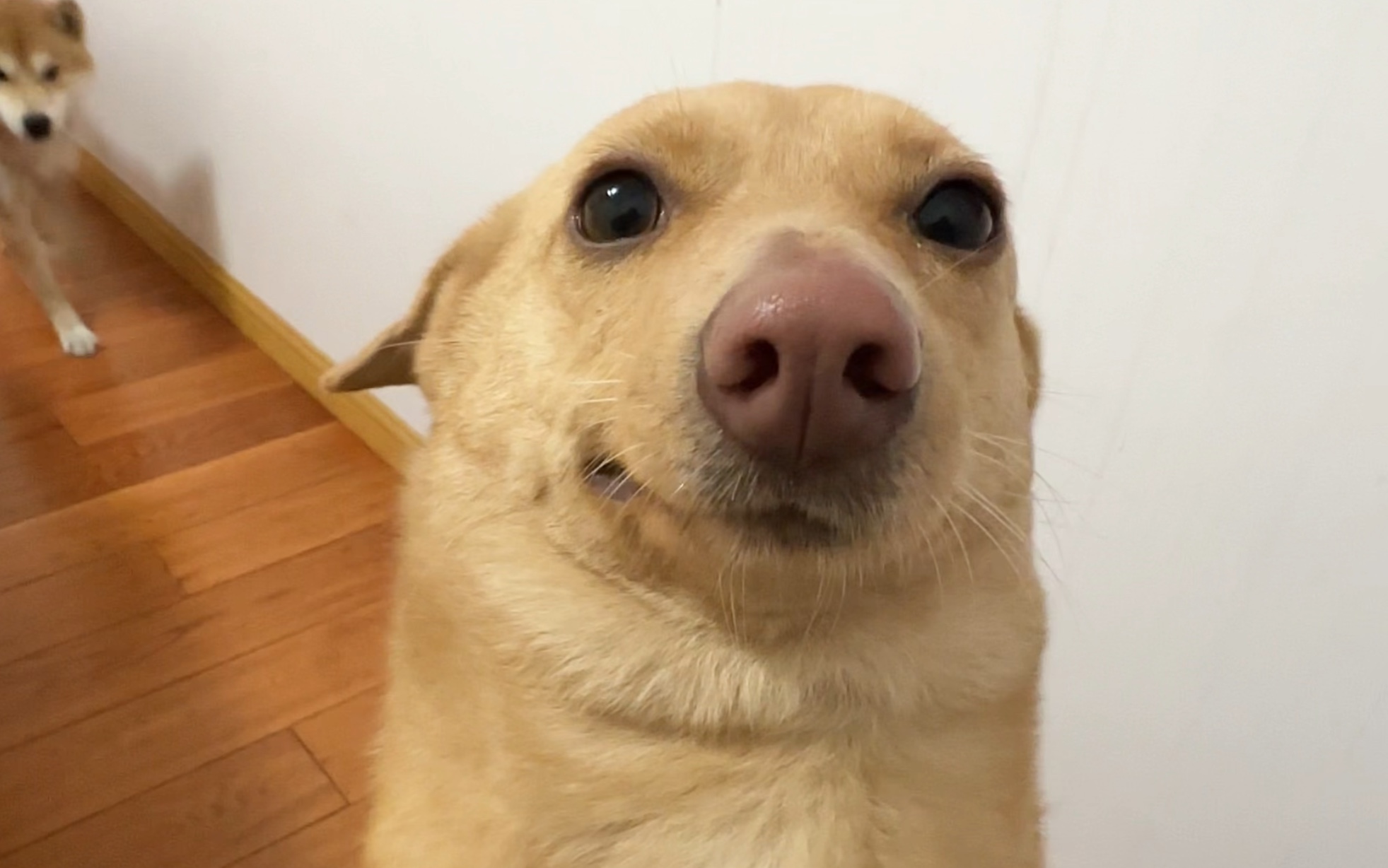 土豆绝对不是传统意义上的大美女狗,但越看越上头