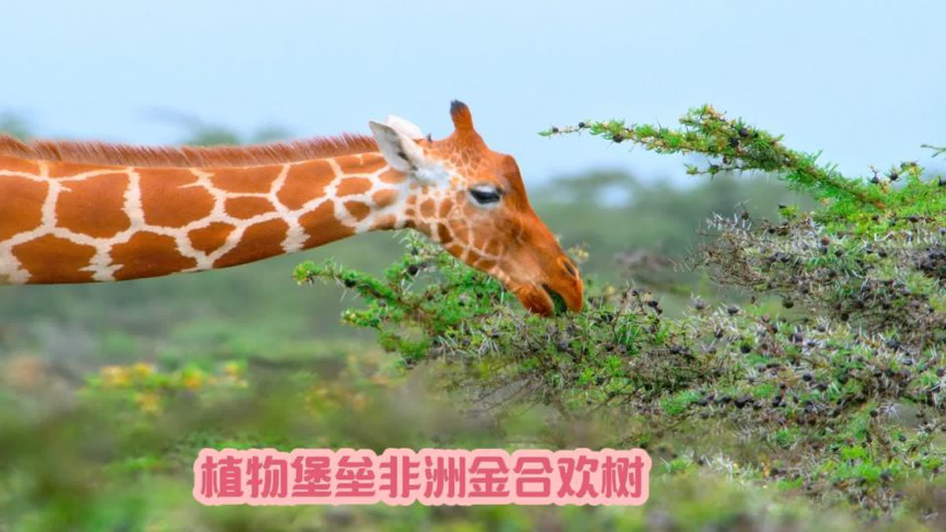 植物堡垒非洲金合欢树