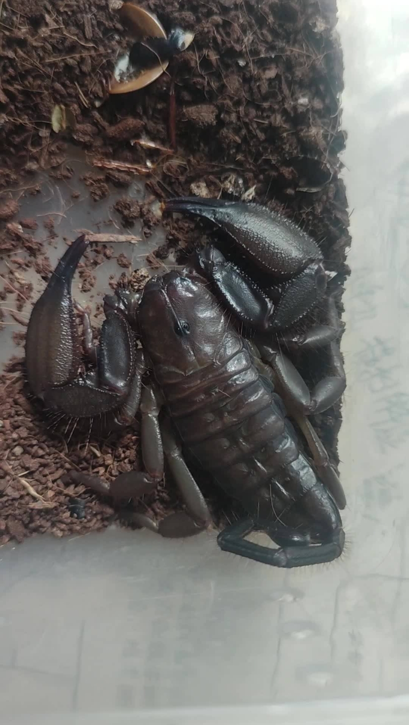 南非巨人扁石蝎