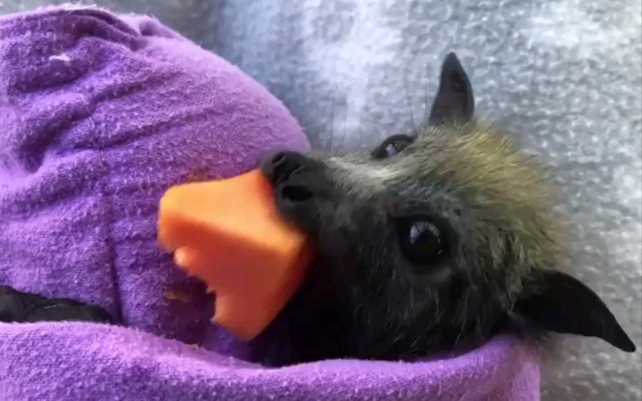 【ins搬运】小果蝠吃芒果