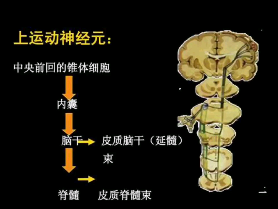 脊髓前角运动神经元图片