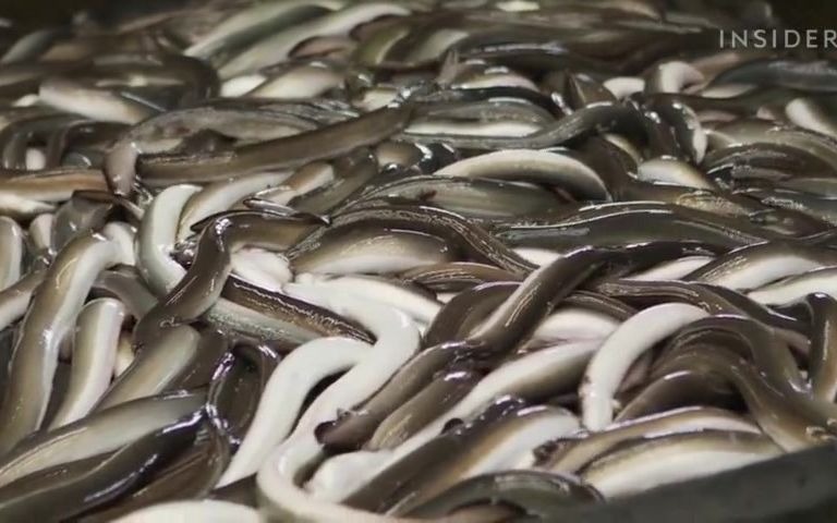 why japanese eel 鳗鱼 is so expensive