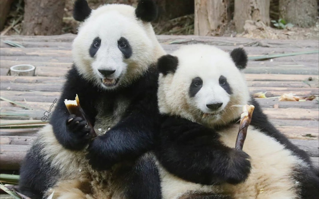 【大熊猫和花,和叶】_哔哩哔哩_bilibili