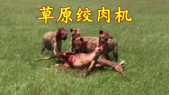 Download Video: 草原绞肉机