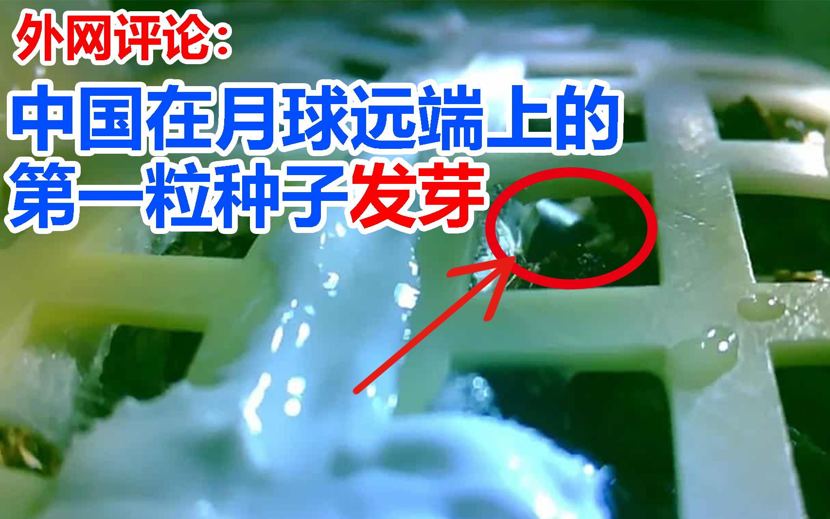 【外网评论】中国在月球远端上的第一粒种子发芽,是人类首次成功在月