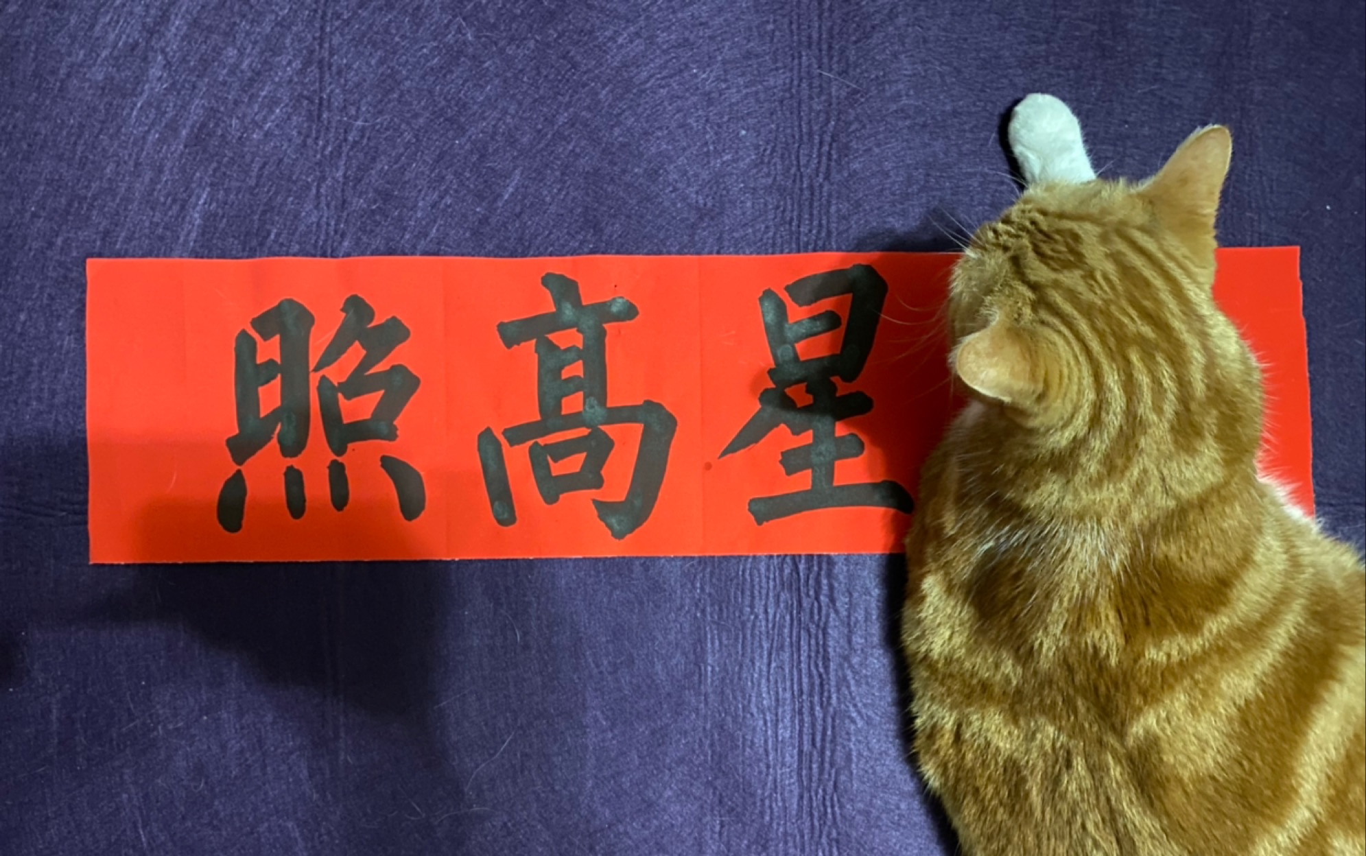 字猫毛笔手写 吉星高照