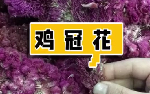 【中草药 1】本草之鸡冠花~~ 中药之鸡冠花~~【书恒本草缘】(医学科普,仅供参考~)哔哩哔哩bilibili