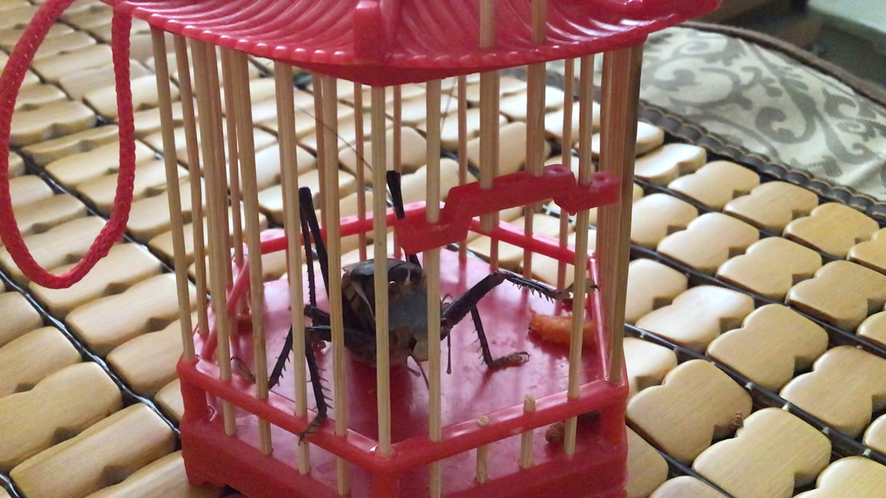 【喂食】蝈蝈捕食步甲
