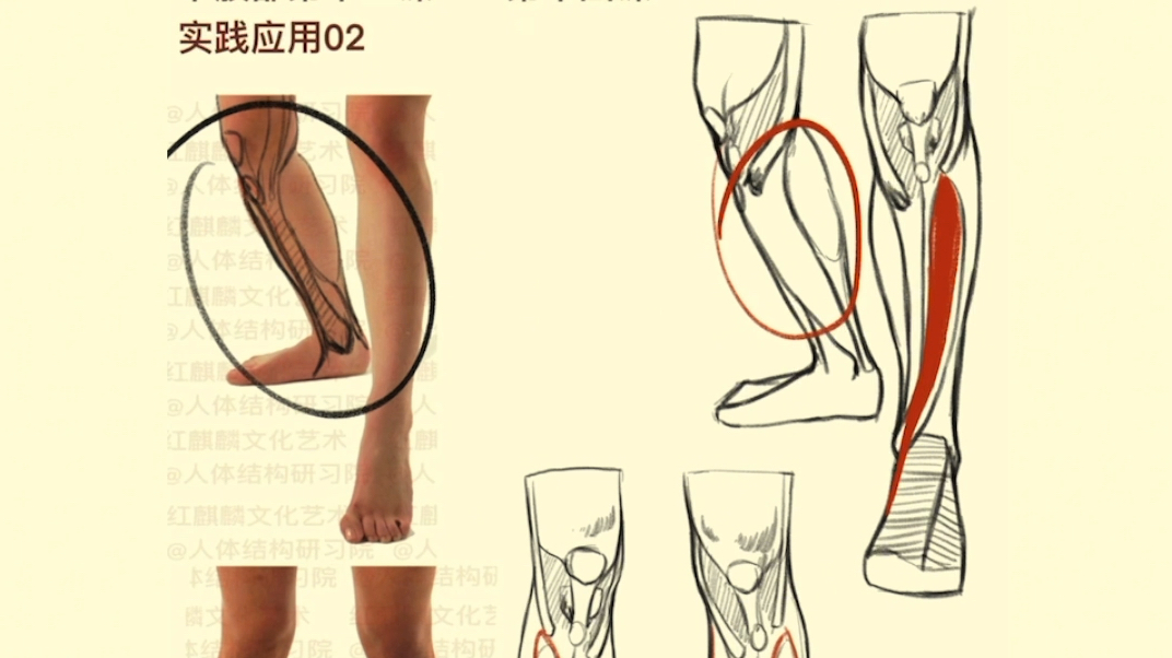 避免胫骨前肌的常见错误,在绘制腿部结构时,准确表现胫骨、胫骨前肌以及小腿三头肌是关键哔哩哔哩bilibili