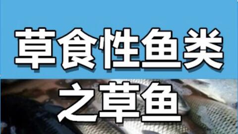 草食性鱼类之草鱼 养鱼 草鱼养殖 哔哩哔哩 草食性鱼类之草鱼 养鱼 草鱼养殖 哔哩哔哩