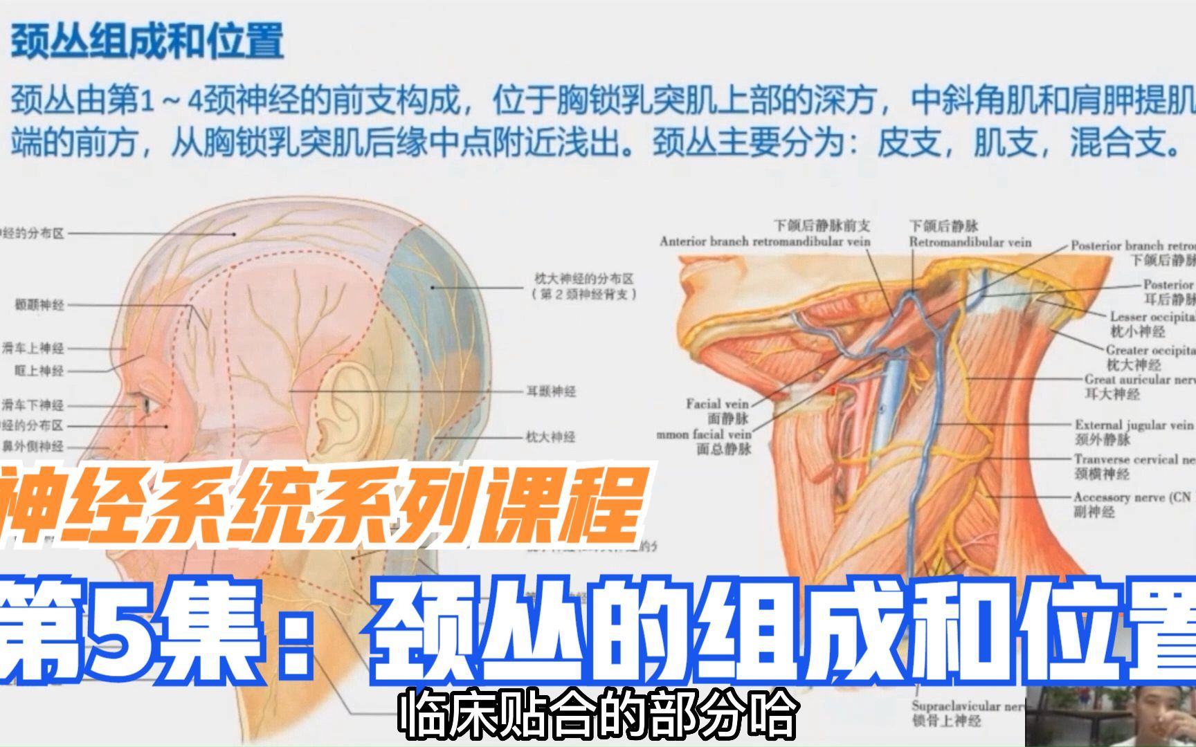 人体有颈丛,臂丛,腰丛,骶丛4个神经丛,先了解颈丛组成和位置哔哩哔哩bilibili