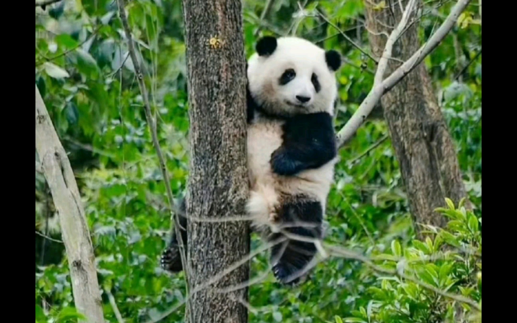 【花宝叽】花花爬树集锦