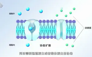 Скачать видео: 4.2.1物质的跨膜运输方式主动运输被动运输自由扩散易化扩散胞吞胞吐