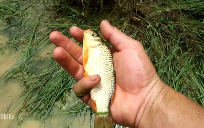 [图]没抓过鱼的人生是不完整的～竭泽而渔～浑水摸鱼～宋词牌名～越南小哥抓鱼～吃鱼怎有捉鱼爽！Primitive Skills_Baby Fish